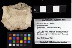 Foto (Objket + Etiketten) von Decapoda indet. 